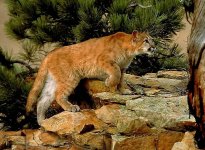puma.jpg