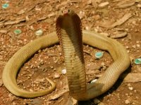 snake003.jpg