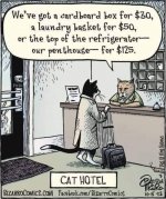 Cat Hotel.JPG