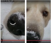DogWalkClips-2023-01-22.jpg DogWalkClips-2023-01-22.jpg