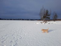 willa jyvasjarvi 020223.jpg