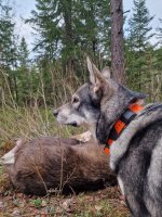 moose1.jpg
