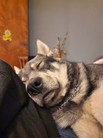 moose5.jpg