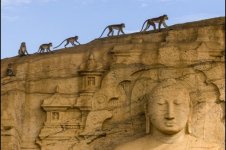 hierarchical monkeys.jpg
