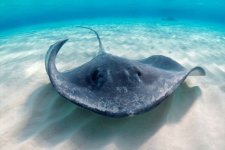 Stingray.jpg