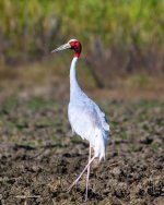 Sarus_crane.jpg