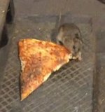 pizza-rat.jpg
