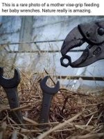 Mother Vise Grip.jpg