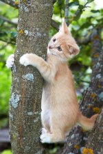 Tree Hugger.jpg