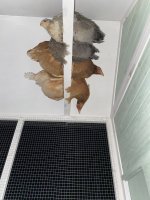 IMG_1308.jpeg