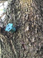 Tree Outlet 2.jpg