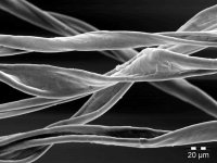 Cotton Fibres.jpg