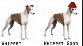 IMG_0983.jpeg