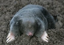 mole.jpg
