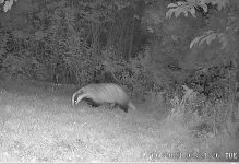 badger.JPG