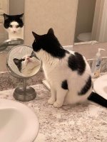 cats-vs-mirrors7.jpg