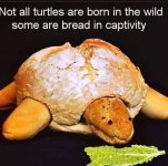 In Captivity.JPG