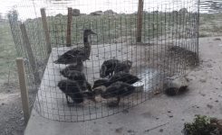 duckzone.png