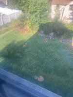 IMG_0340.jpeg