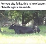 IMG_1113.jpeg