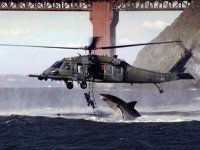 bay shark.jpg