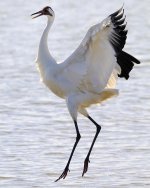 Whooping Crane.jpg