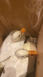 IMG_0167.jpeg