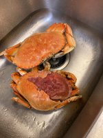 IMG_1299.jpeg