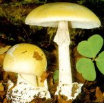 amanita phalloides.jpg