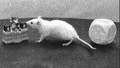 rat and new speakers.gif