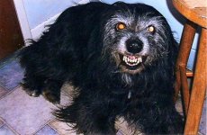 angry-dog.jpg