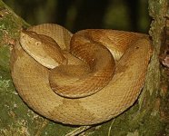 jararaca, brazilian snake.jpg