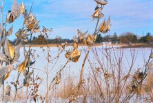 2 plant Columbia Lake.jpeg