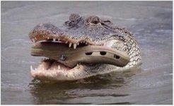 croc.jpeg