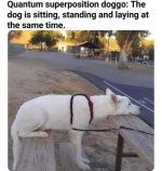 dogsitstandlay.jpg