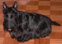 casey the scottie.jpg