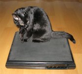 dacapocat.jpg