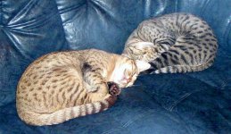 castor & pollux.jpg