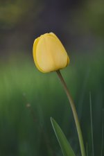Nikon75-300_f4.5-5.6_2.JPG