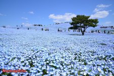Nemophila.jpg