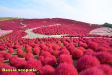 Bassia scoparia.jpg