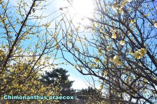 Chimonanthus praecox.jpg