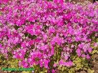 Primula sieboldii.jpg
