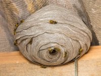 what to do about a wasp nest 223171063 768.jpg