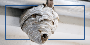 01-How-to-Keep-Wasp-Nests-out-of-Your-Homes-Gutters.png
