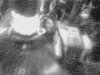 picture 2.gif