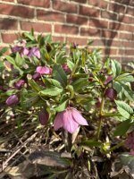IMG_0971.jpeg