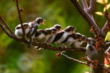 birds on the branch.jpg