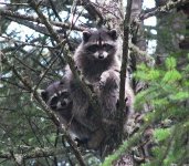 raccoon-pr.jpg