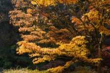 Arboretum (3 of 3).jpg